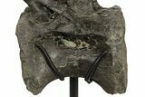 Huge Sauropod (Barosaurus) Vertebra - Bone Cabin Quarry #227518-12